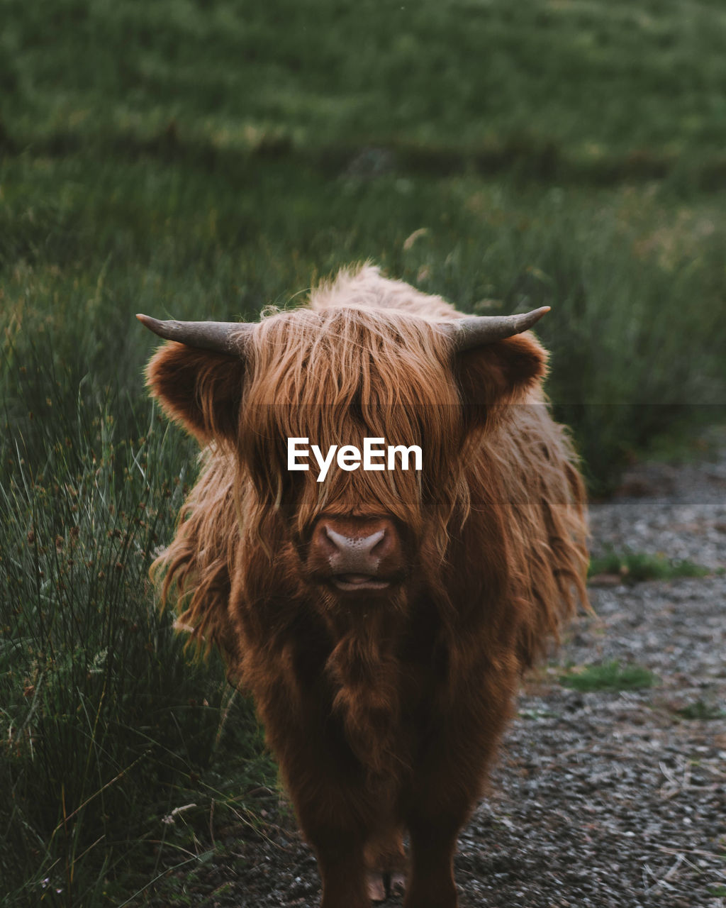 Highland cattle standing on field