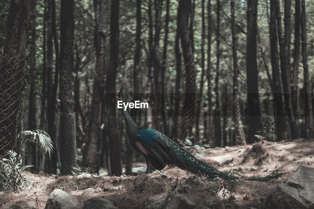 Peacock in forest