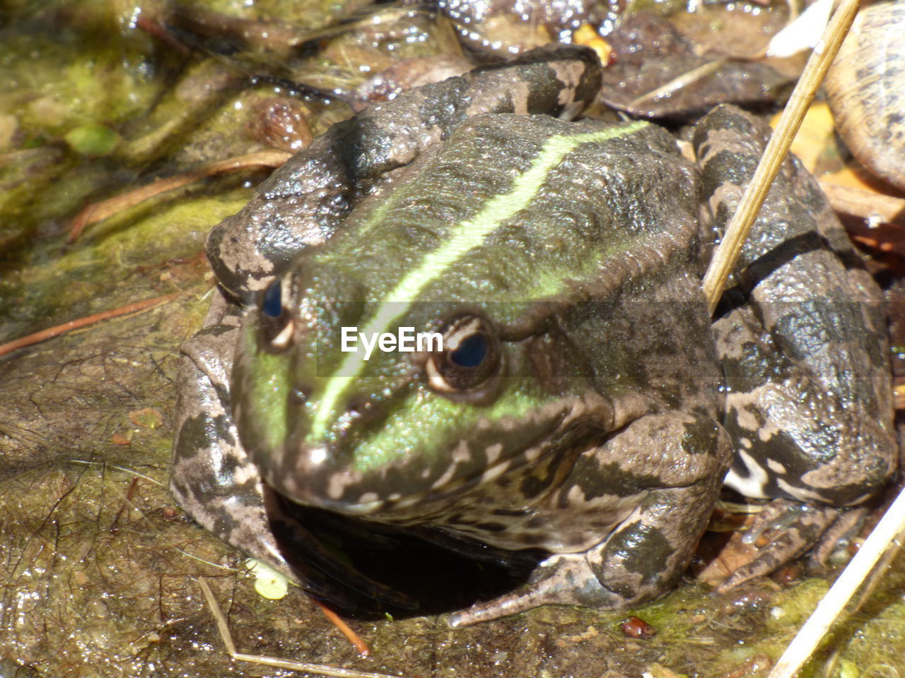 CLOSE-UP OF TURTLE