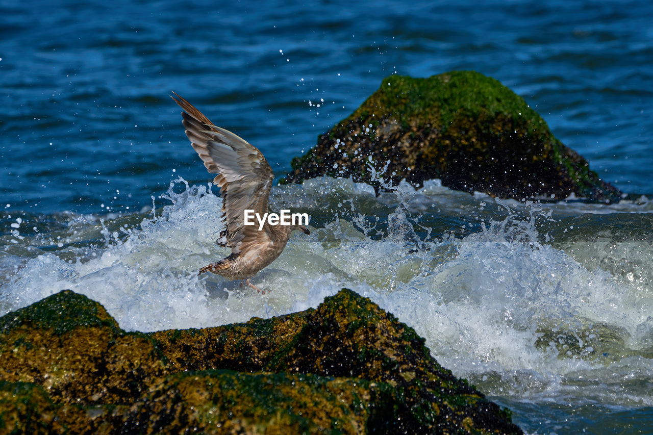 BIRDS FLYING OVER SEA