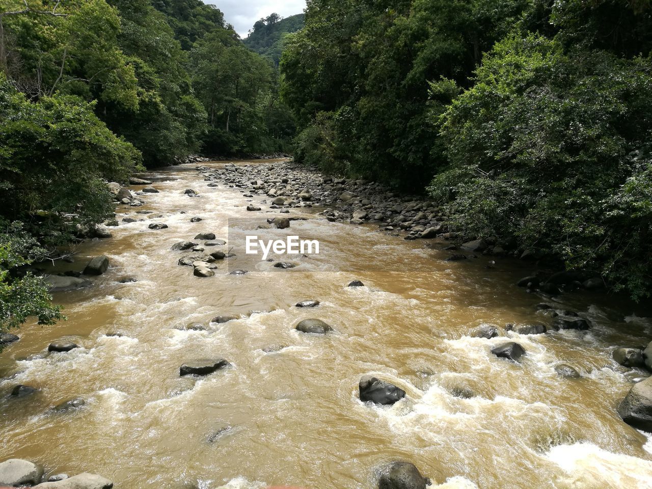 High angle view of river amidst trees in forest