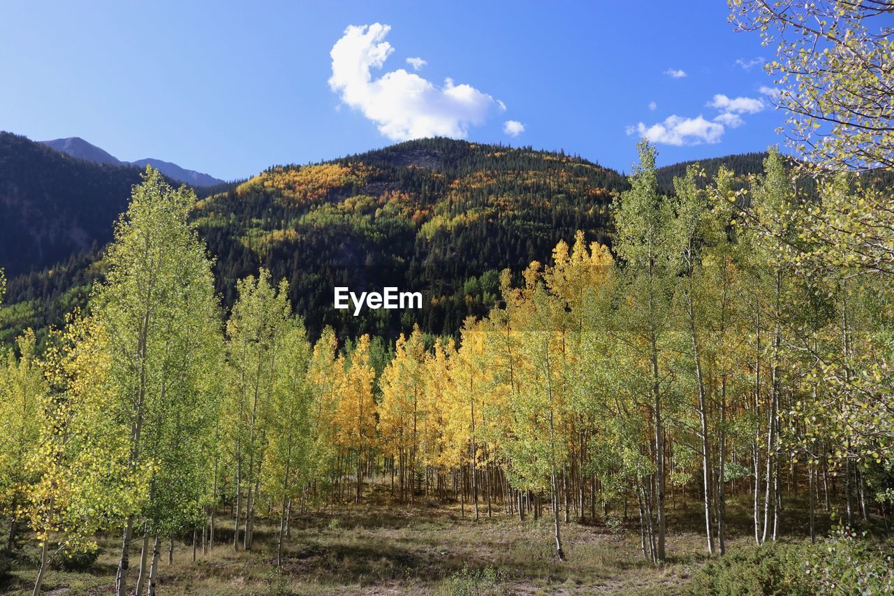 Trees at forest during autumn