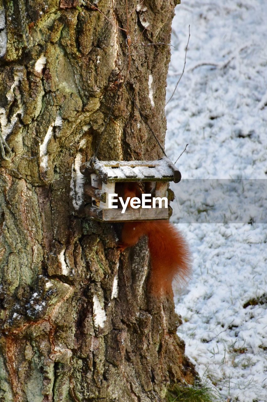 CLOSE-UP OF TREE TRUNK IN SNOW