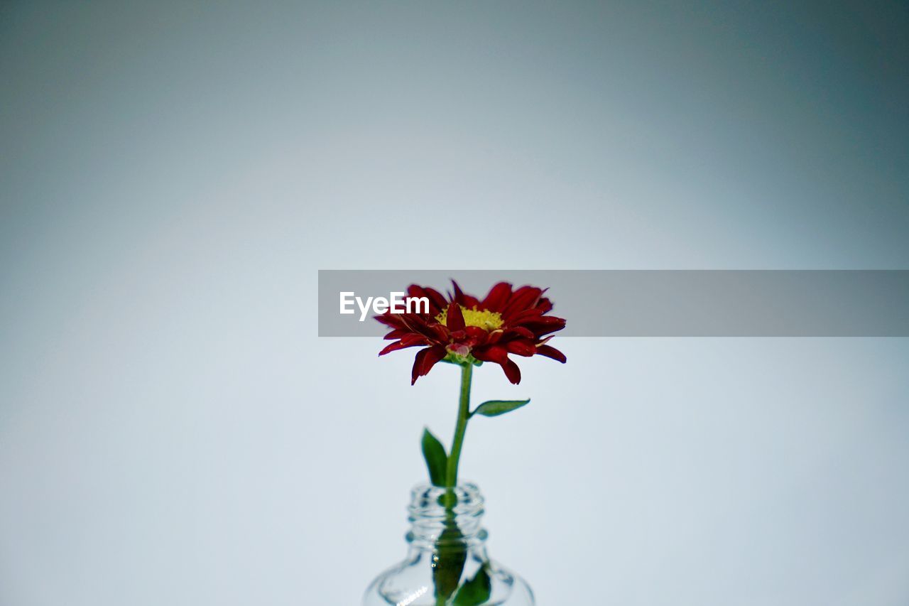 Close-up of red flower in vase against white background