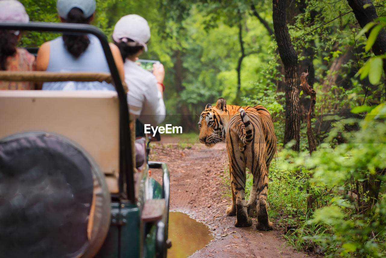 View of tiger looking at gypsy