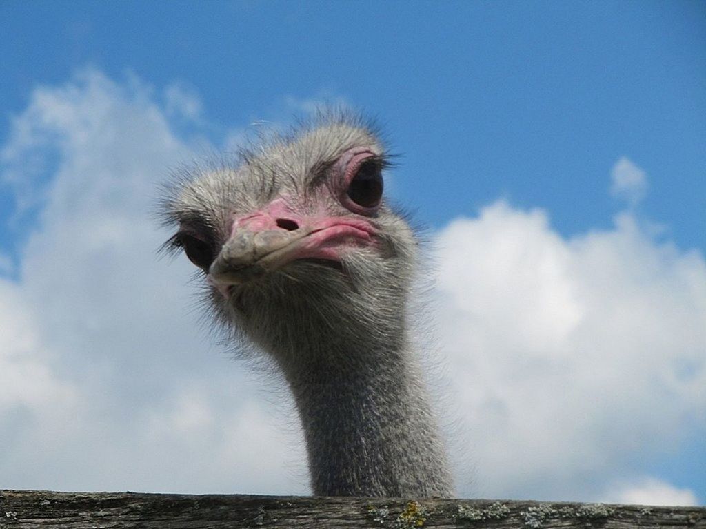 Low angle view of ostrich against cloudy sky