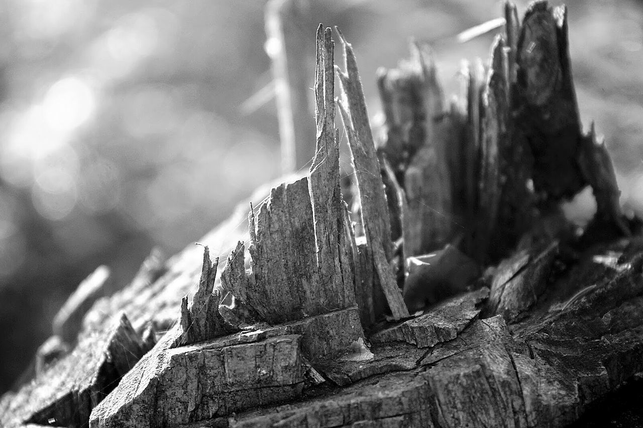 Close up of broken tree stump