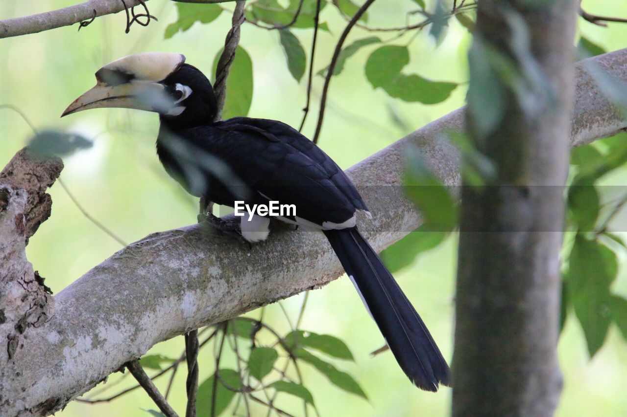 LOW ANGLE VIEW OF PIGEON PERCHING ON TREE