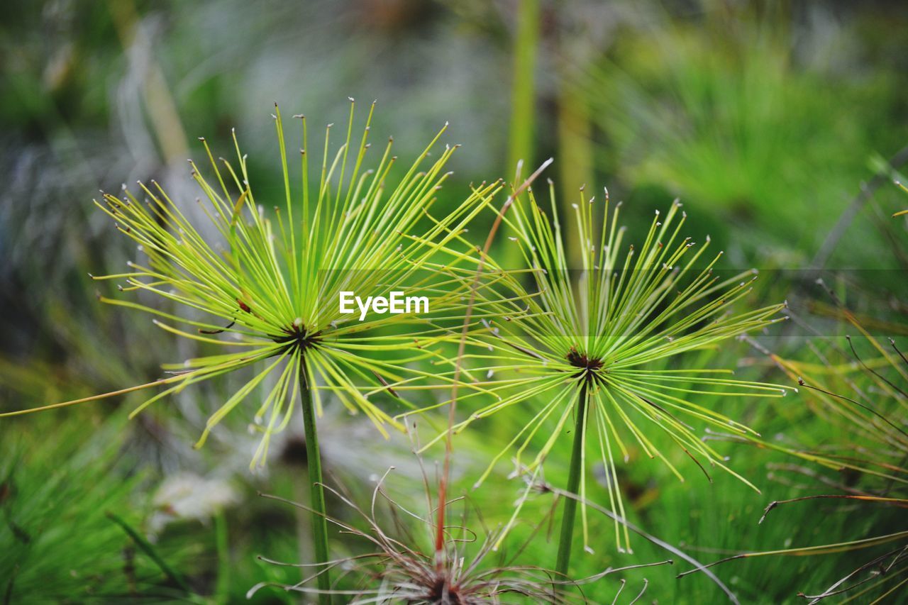 CLOSE-UP OF DANDELION FLOWER ON FIELD