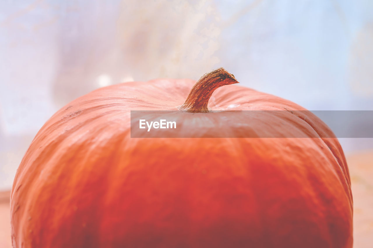 Big pumpkin close up, thanksgiving and halloween celebration, autumn harvesting