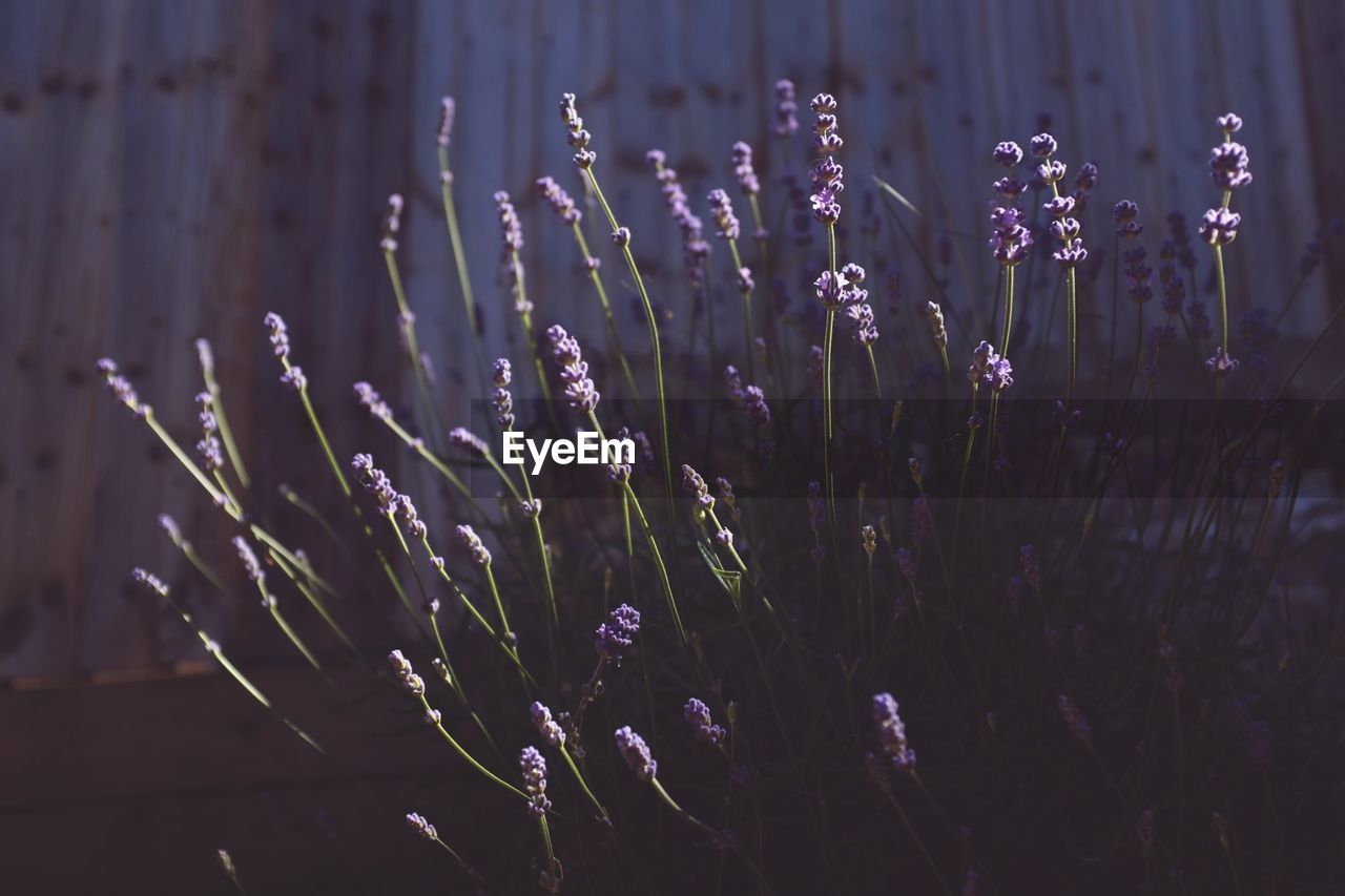 CLOSE-UP OF PURPLE FLOWERING PLANTS