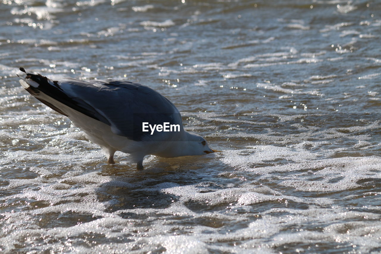 Side view of seagull on beach