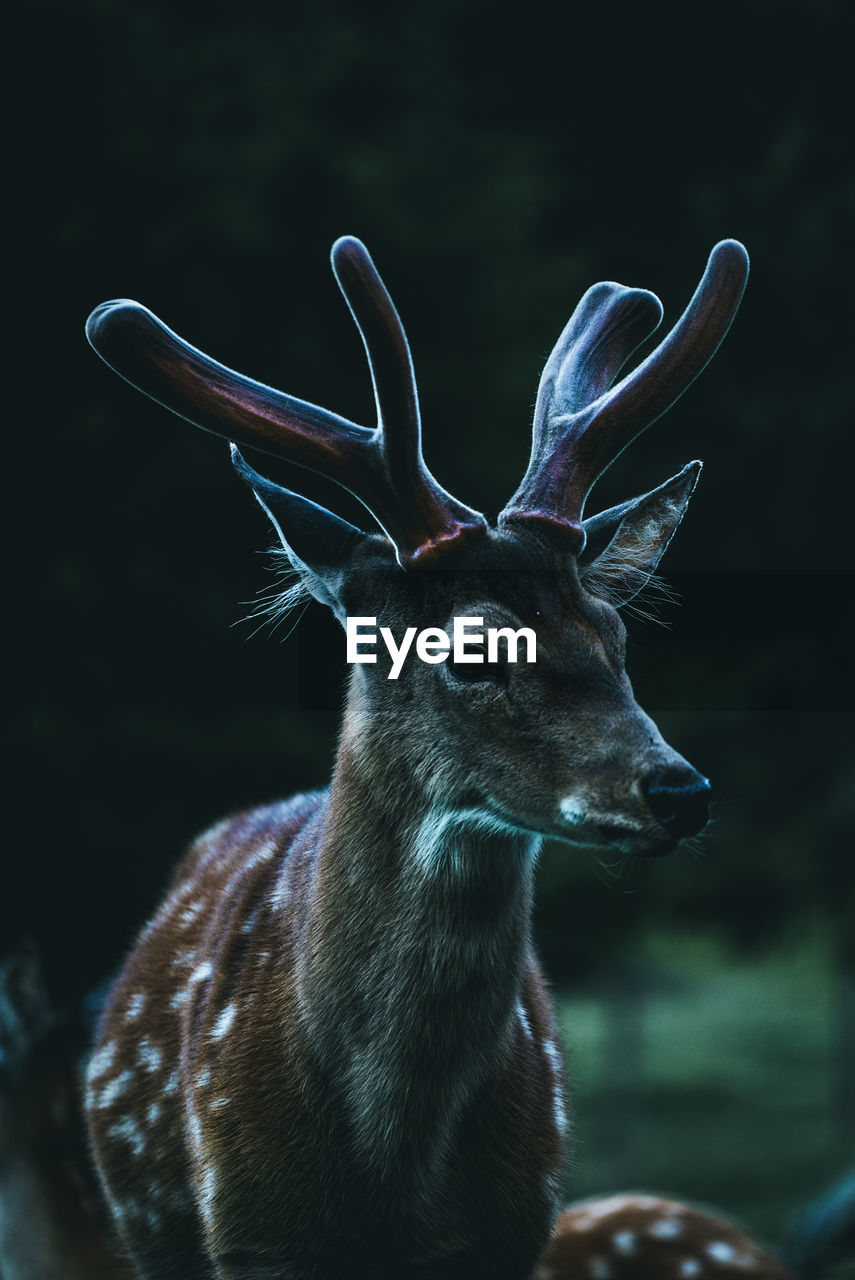 Close-up of deer in a forest