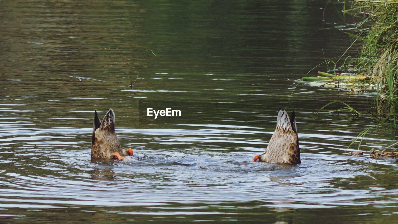 Mallard ducks swimming in lake