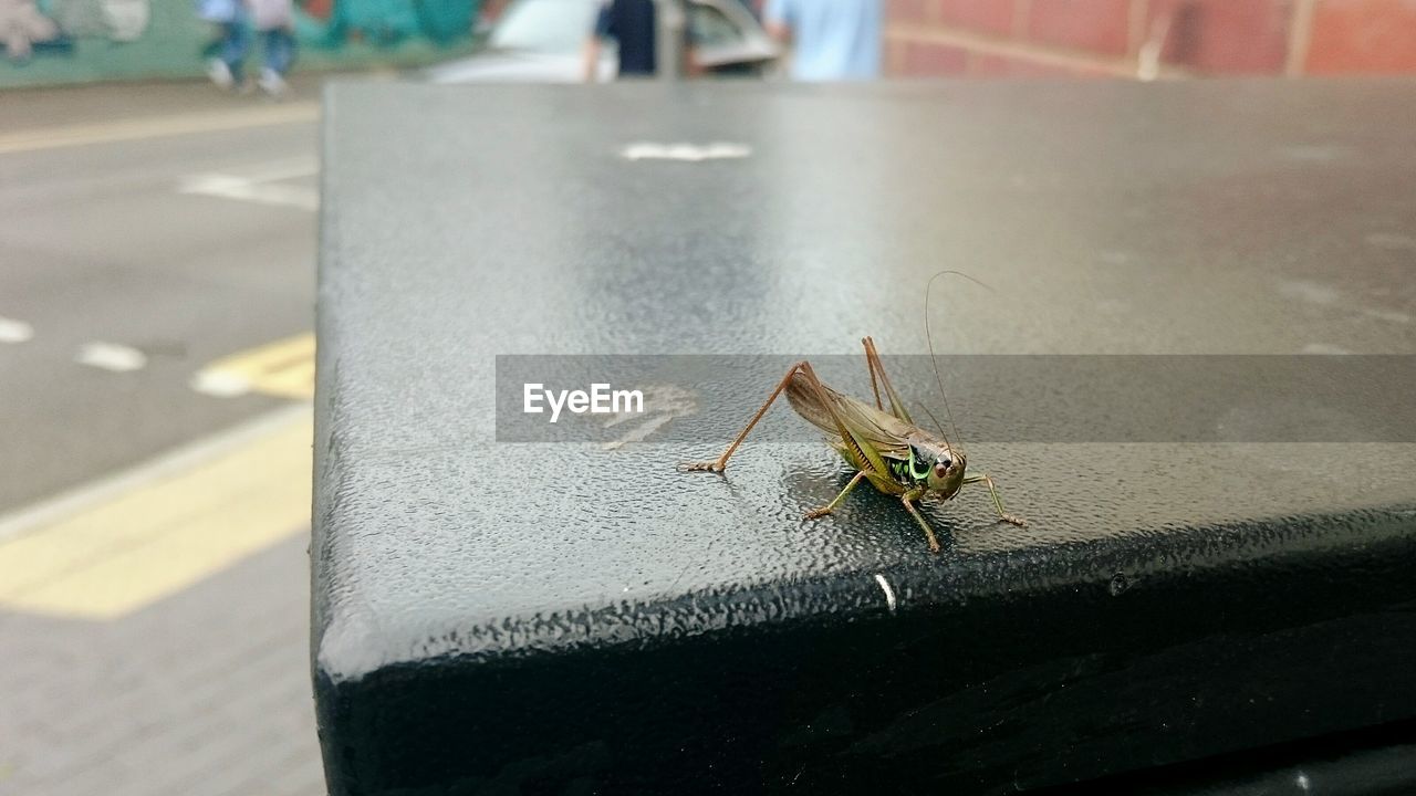 Close-up view of grasshopper