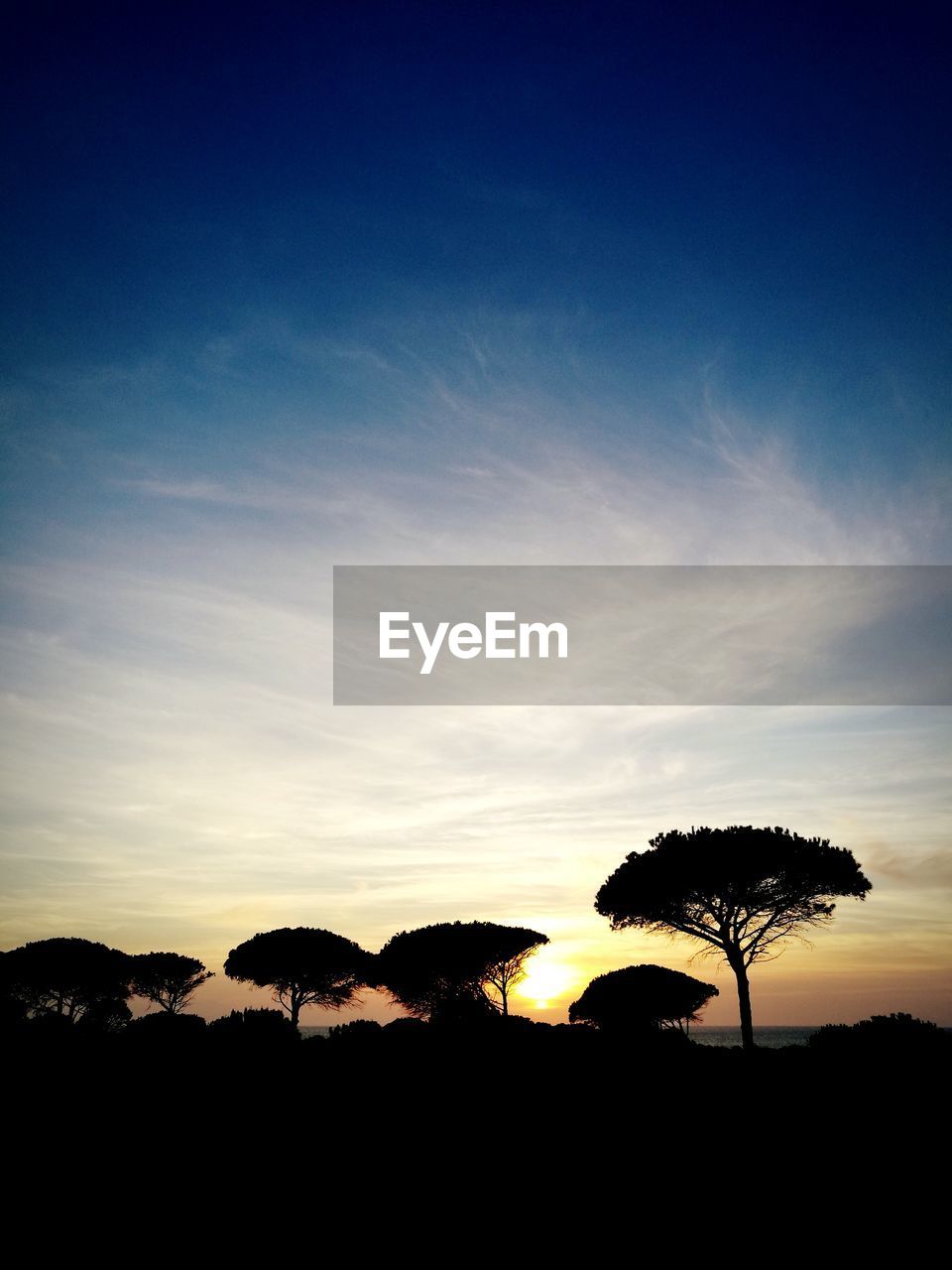 SILHOUETTE TREES ON LANDSCAPE AGAINST SKY