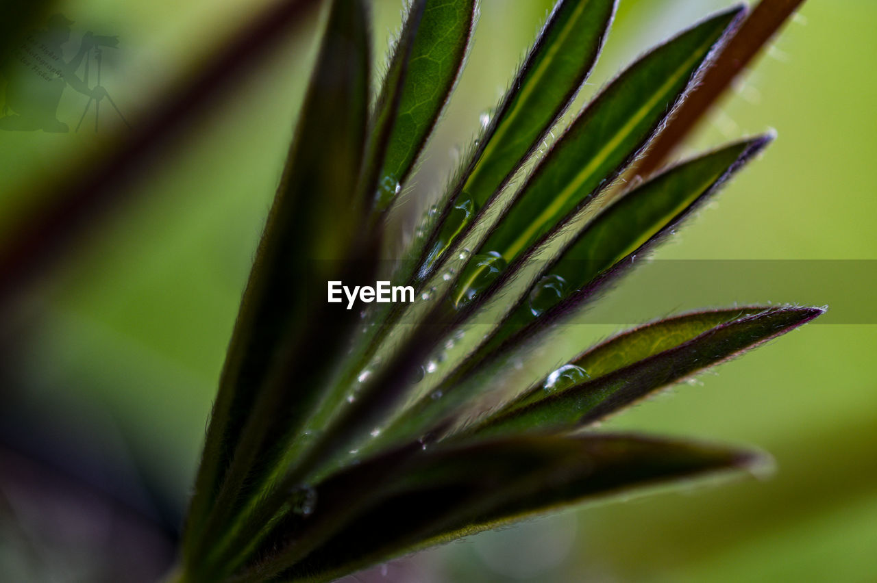 RAINDROPS ON PINE TREE