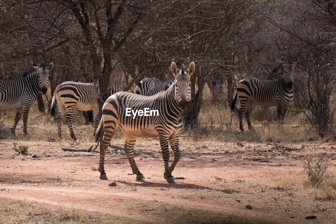 Zebras in a field in namibia