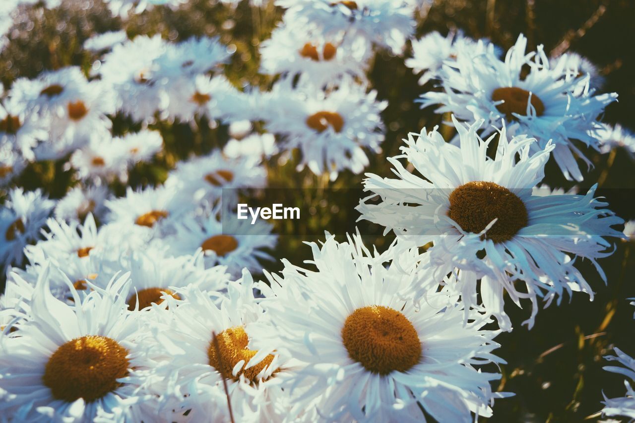 Close-up of flowers blooming outdoors