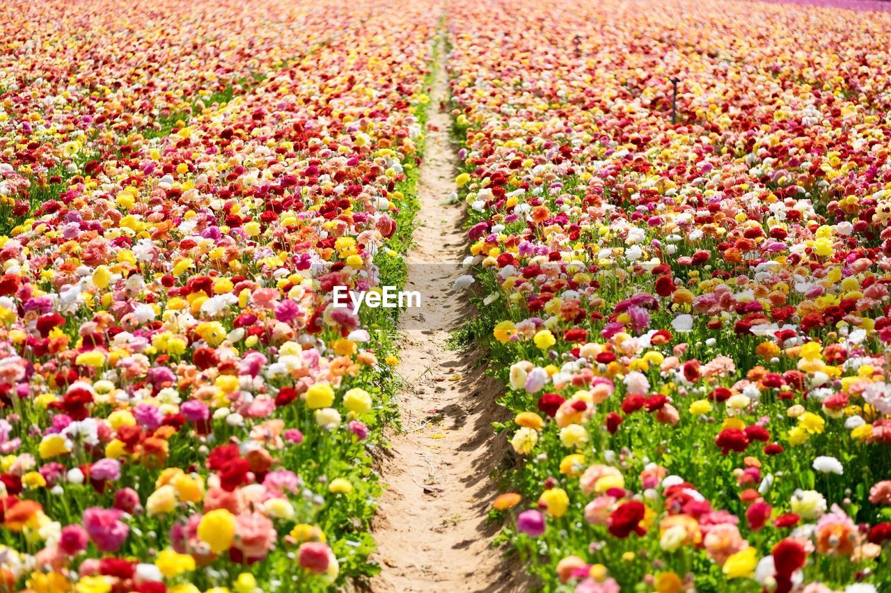 FLOWERS IN FIELD