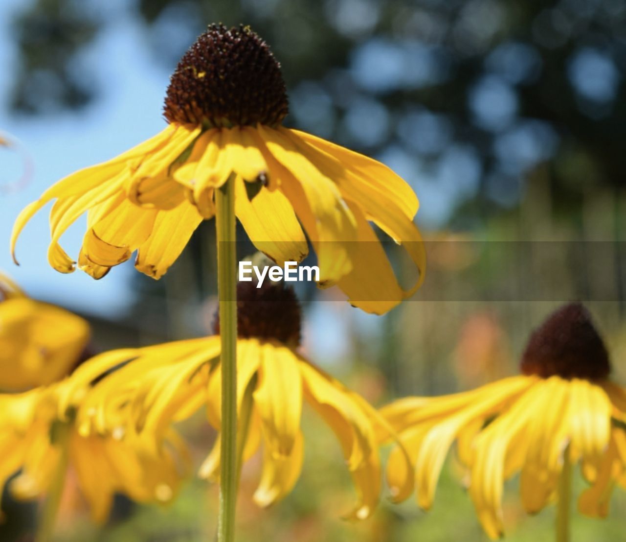 CLOSE-UP OF BLACK-EYED YELLOW FLOWER BLOOMING OUTDOORS