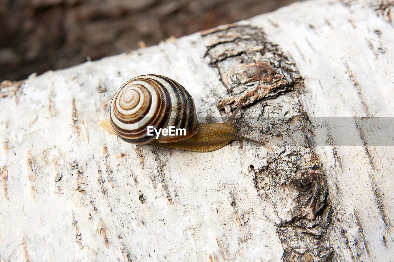 CLOSE-UP OF SNAIL ON WOODEN SURFACE