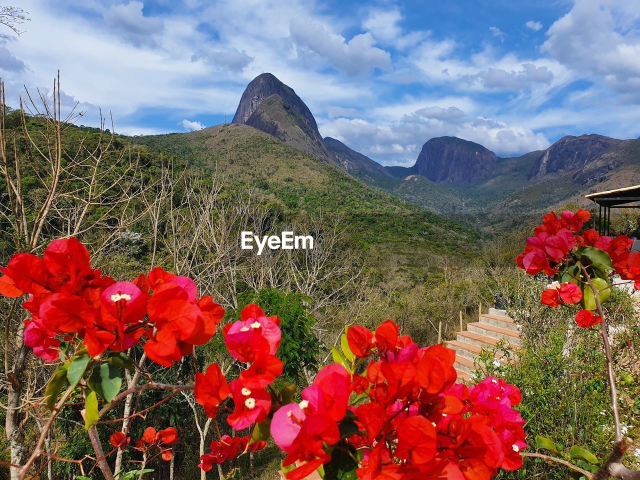 RED FLOWERING PLANTS AGAINST MOUNTAIN