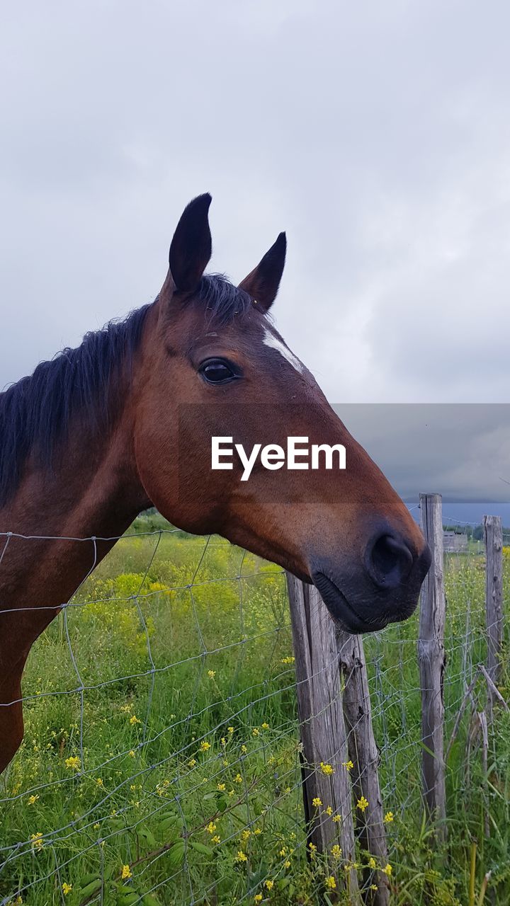 HORSE ON FIELD AGAINST SKY