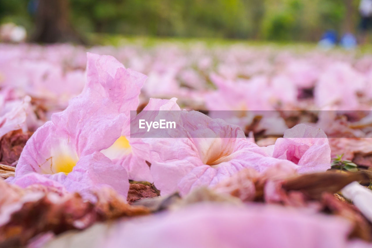 CLOSE-UP OF PINK ROSE FLOWERS