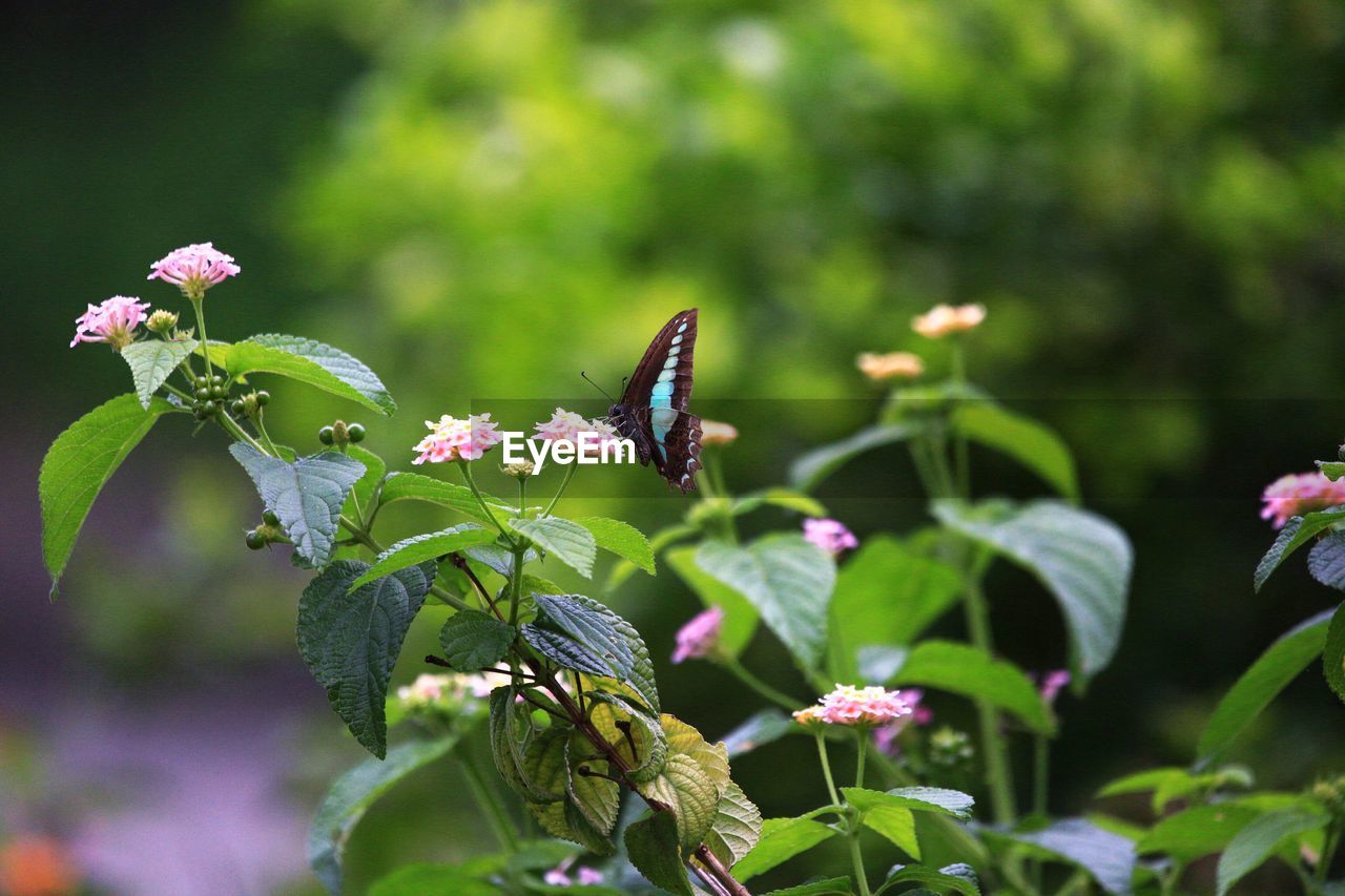 CLOSE-UP OF BUTTERFLY POLLINATING ON PINK FLOWERING PLANT