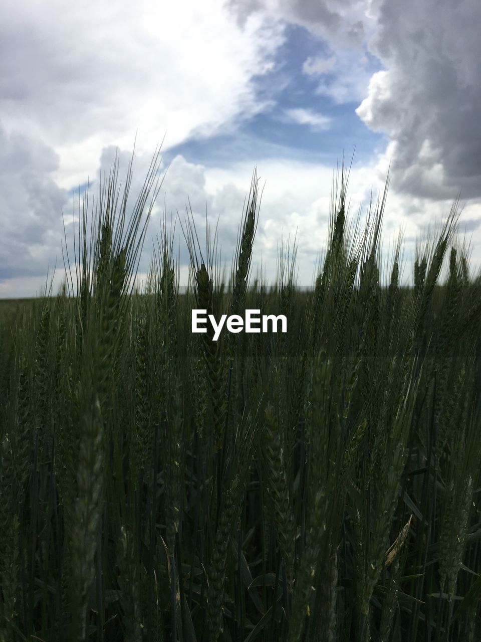 PANORAMIC VIEW OF FIELD AGAINST SKY