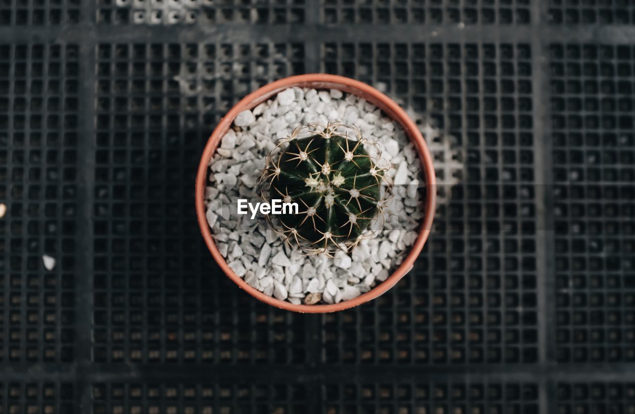 Close up of top view of a cactus in a pot