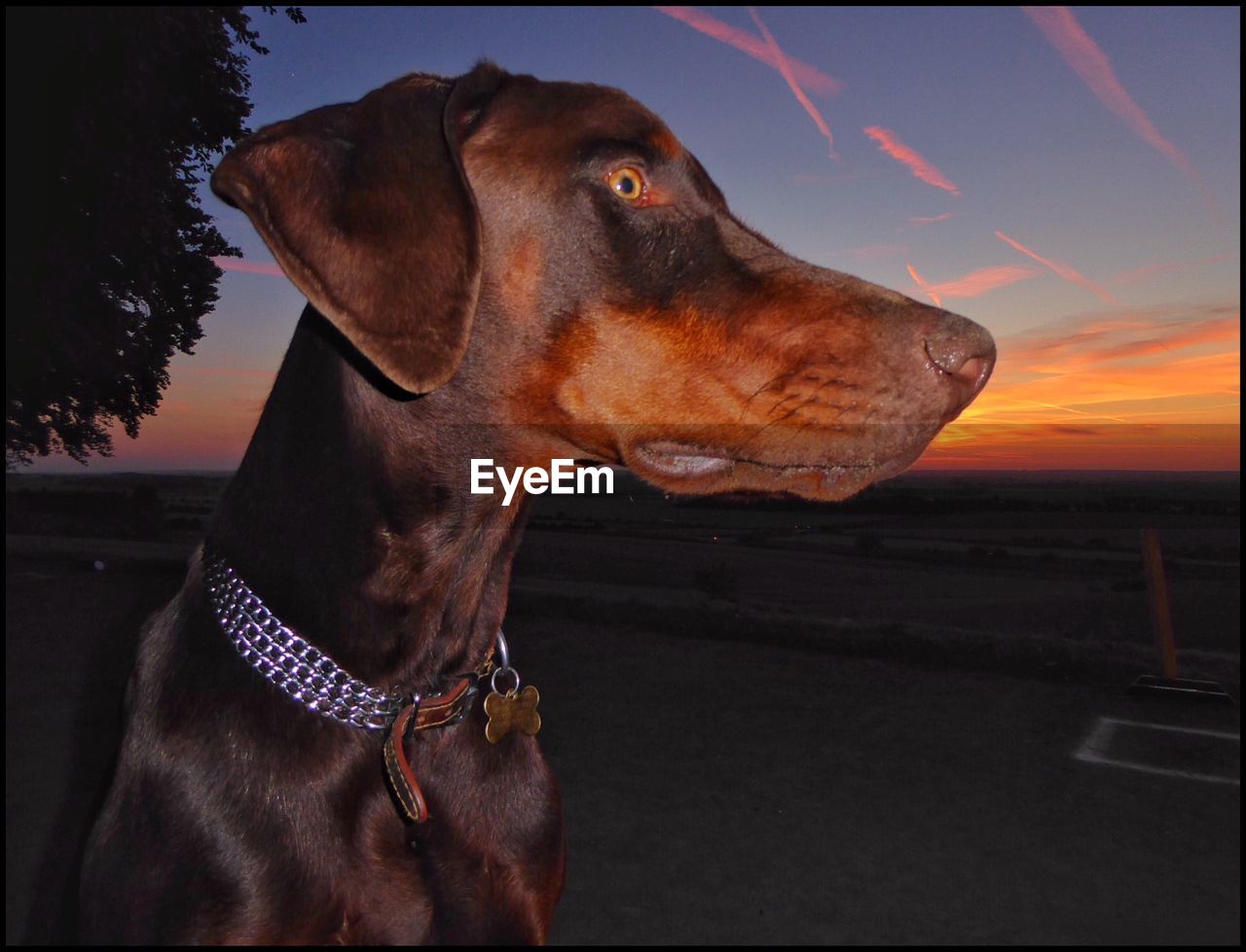 Close-up of doberman pinscher on field against sky during sunset