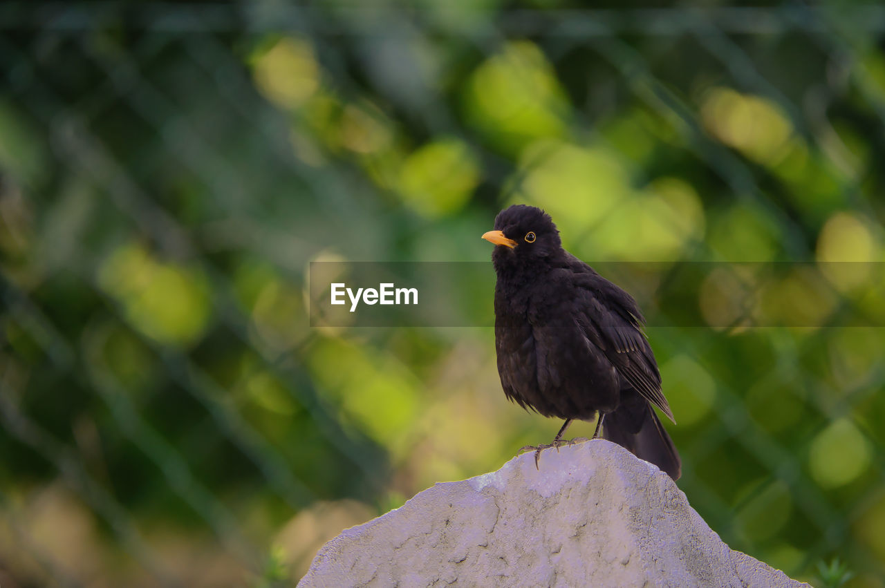 bird, animal themes, animal, animal wildlife, wildlife, one animal, nature, blackbird, beak, perching, black, no people, outdoors, green, full length, tree, environment, focus on foreground, beauty in nature, day, plant