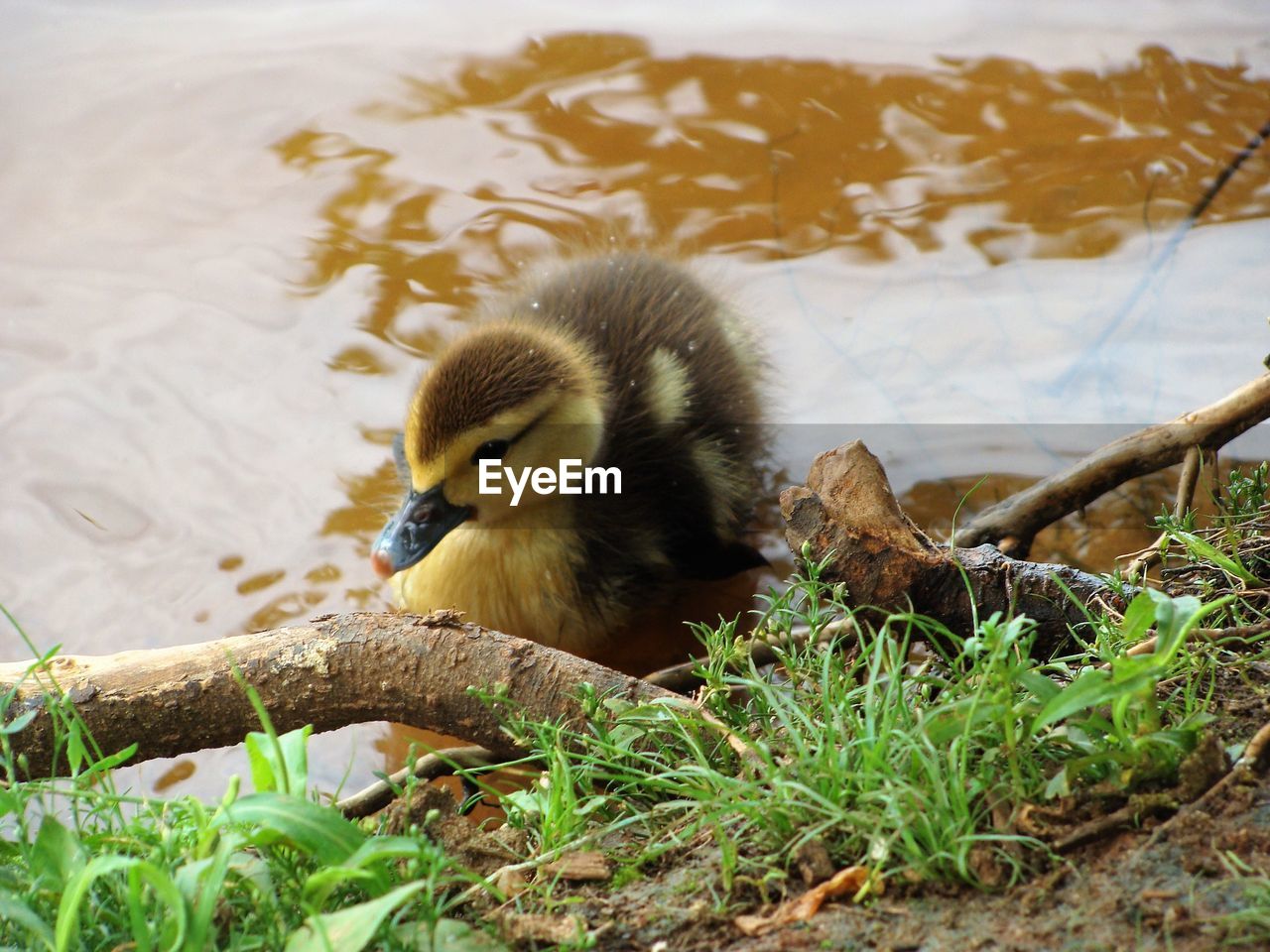 VIEW OF A DUCK IN LAKE