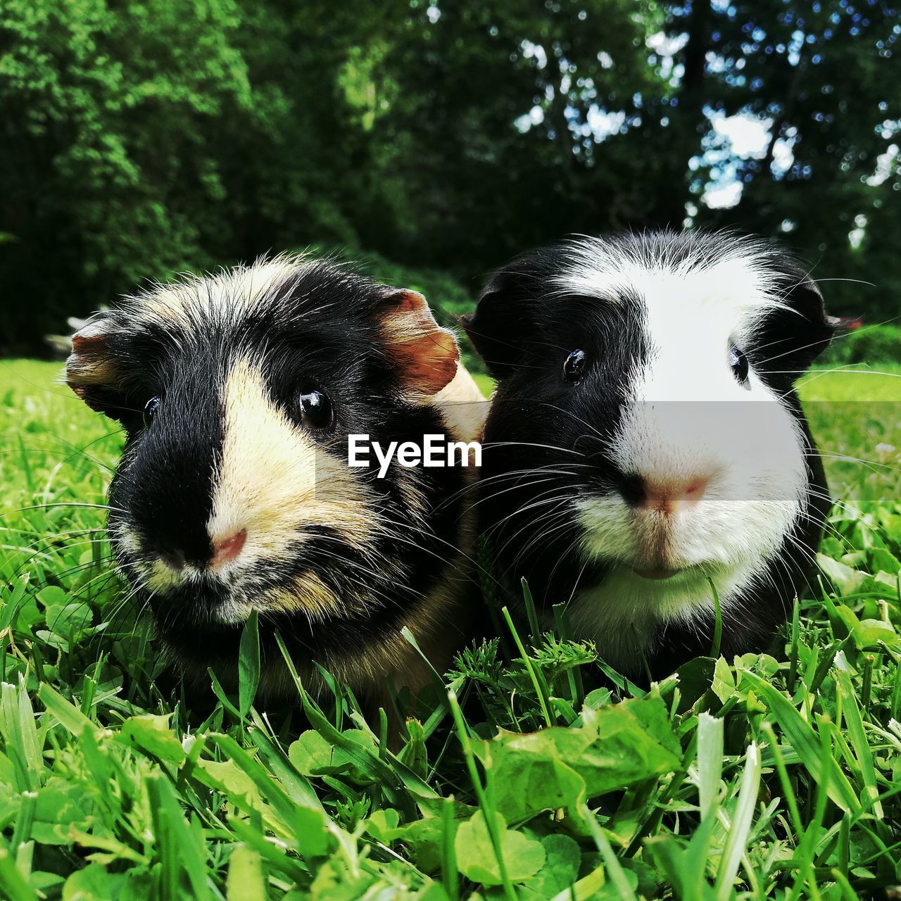 Close-up of guinea pig on grass