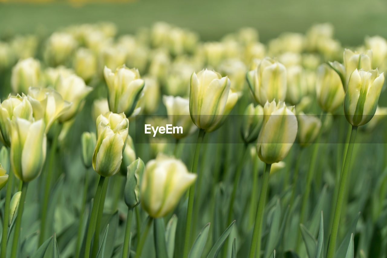White tulips, background,