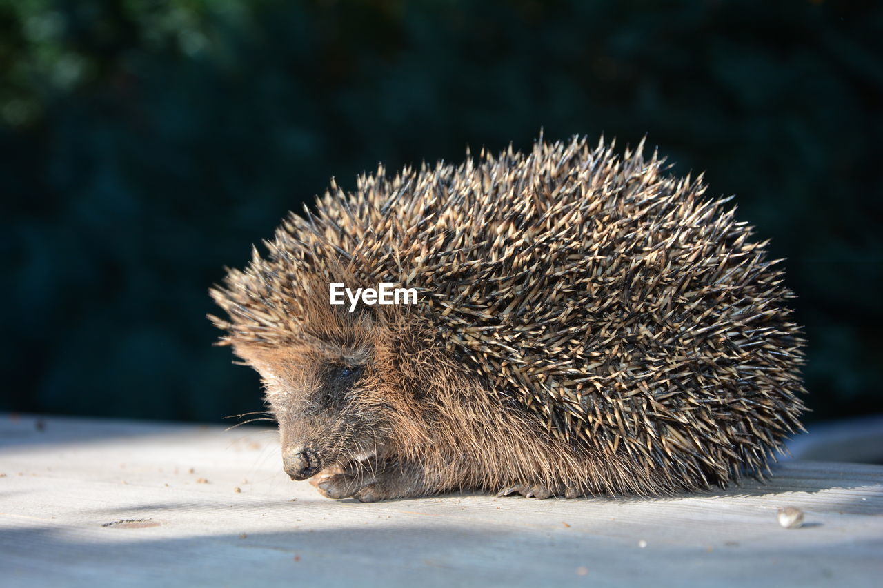 Close-up of an hedgehog 
