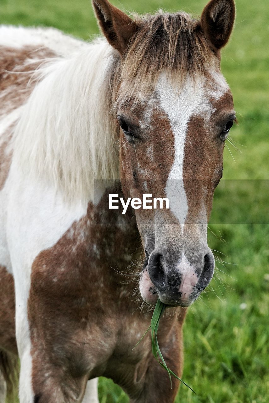 CLOSE-UP OF A HORSE IN THE FIELD