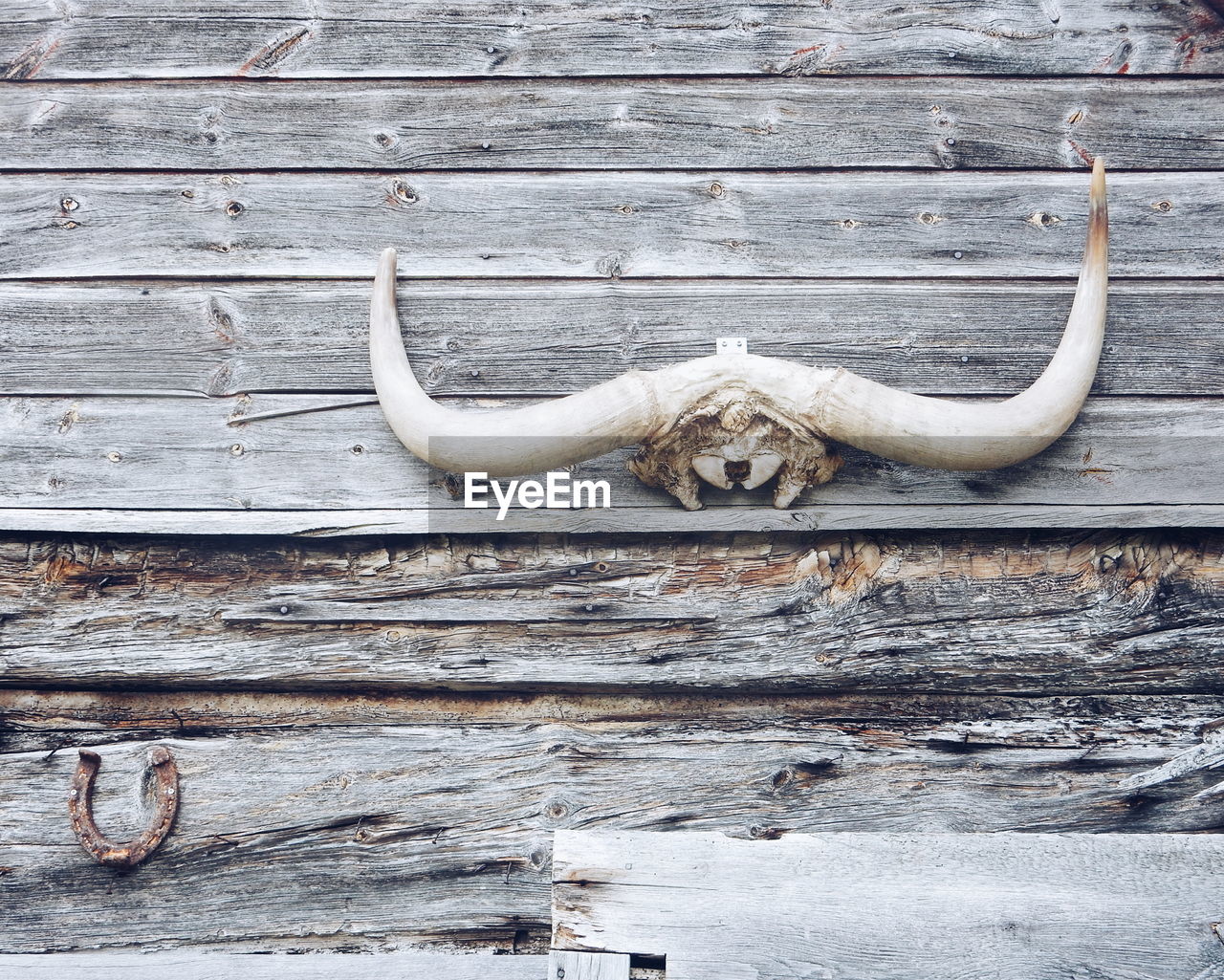 View of horn hanging on wooden wall