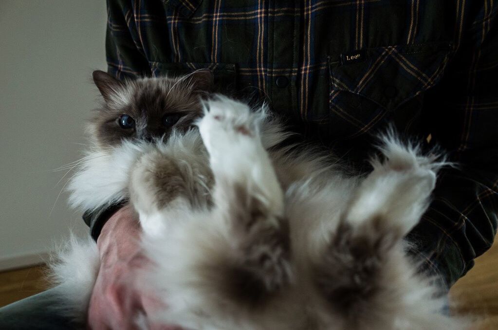 CLOSE-UP OF CAT LOOKING UP