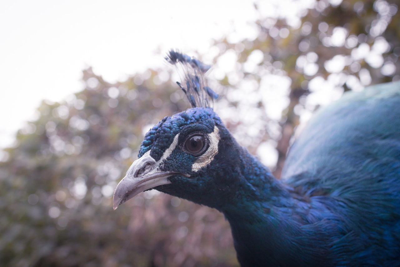 Close-up of peacock against sky