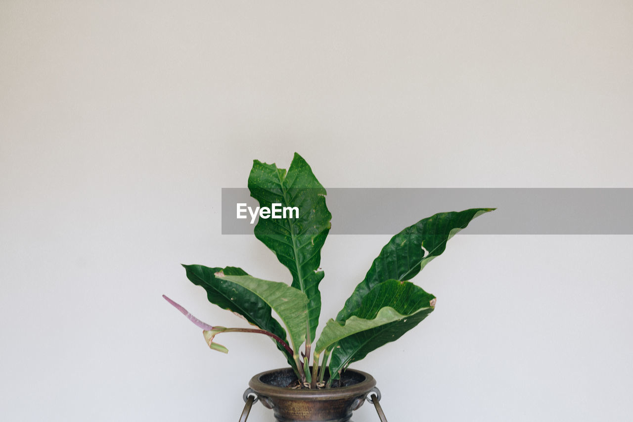 CLOSE-UP OF FRESH GREEN PLANT AGAINST WHITE BACKGROUND