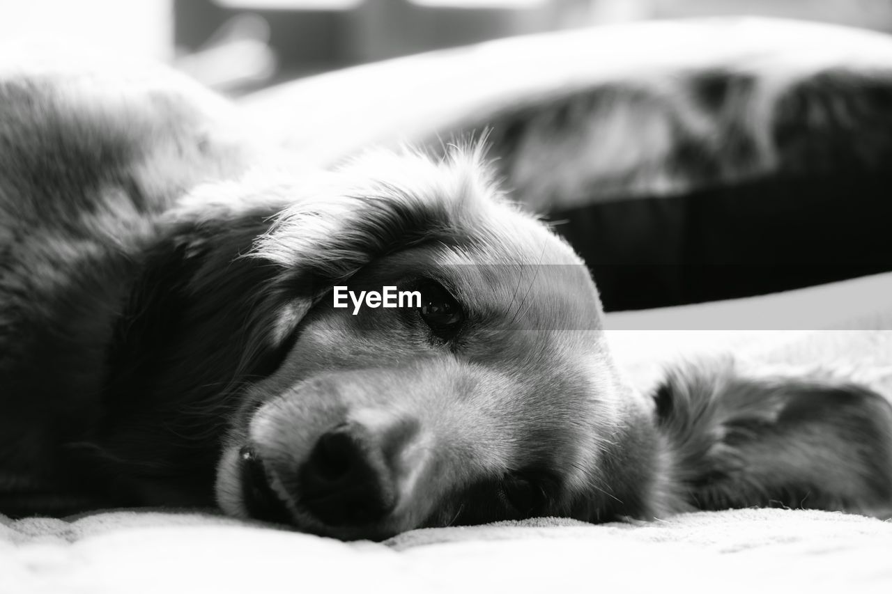 Close-up portrait of dog relaxing