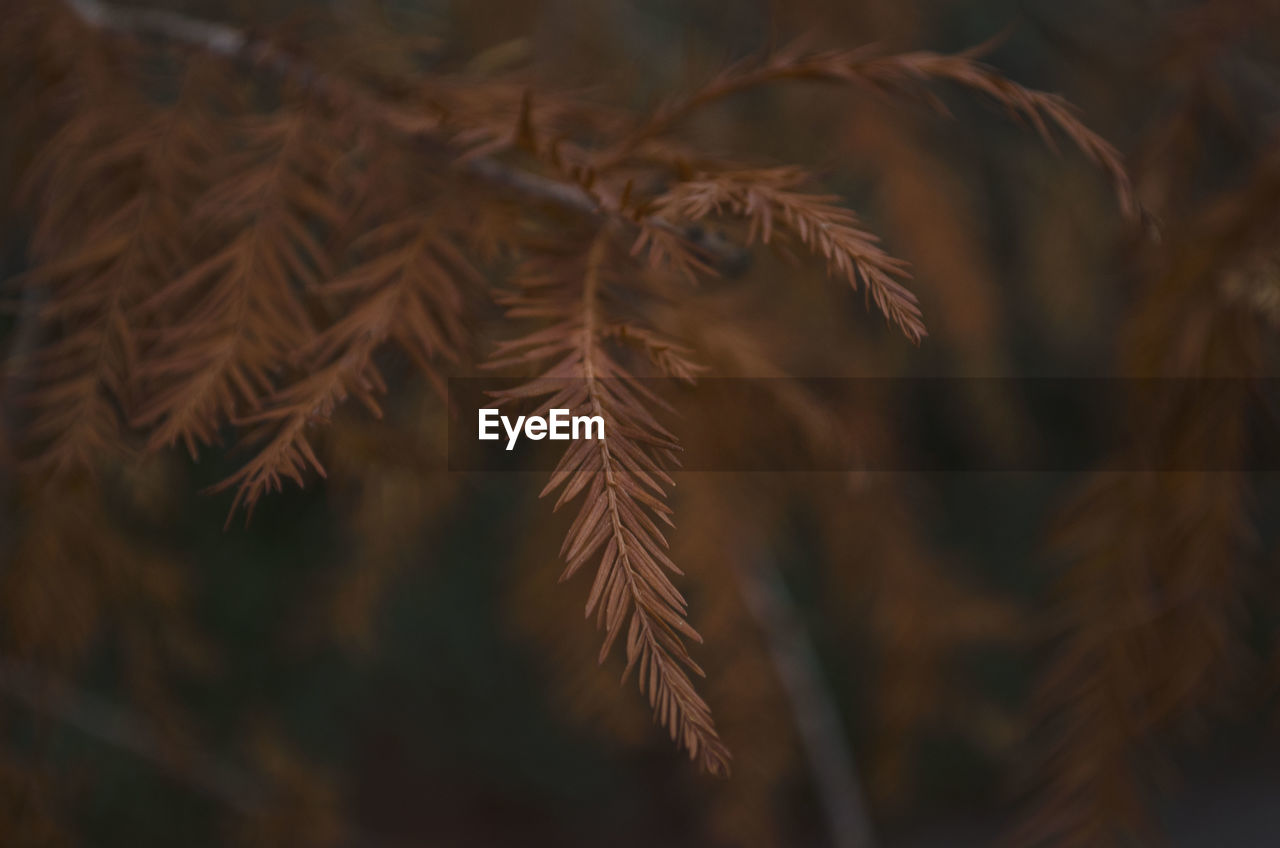 Close-up of pine tree leaves