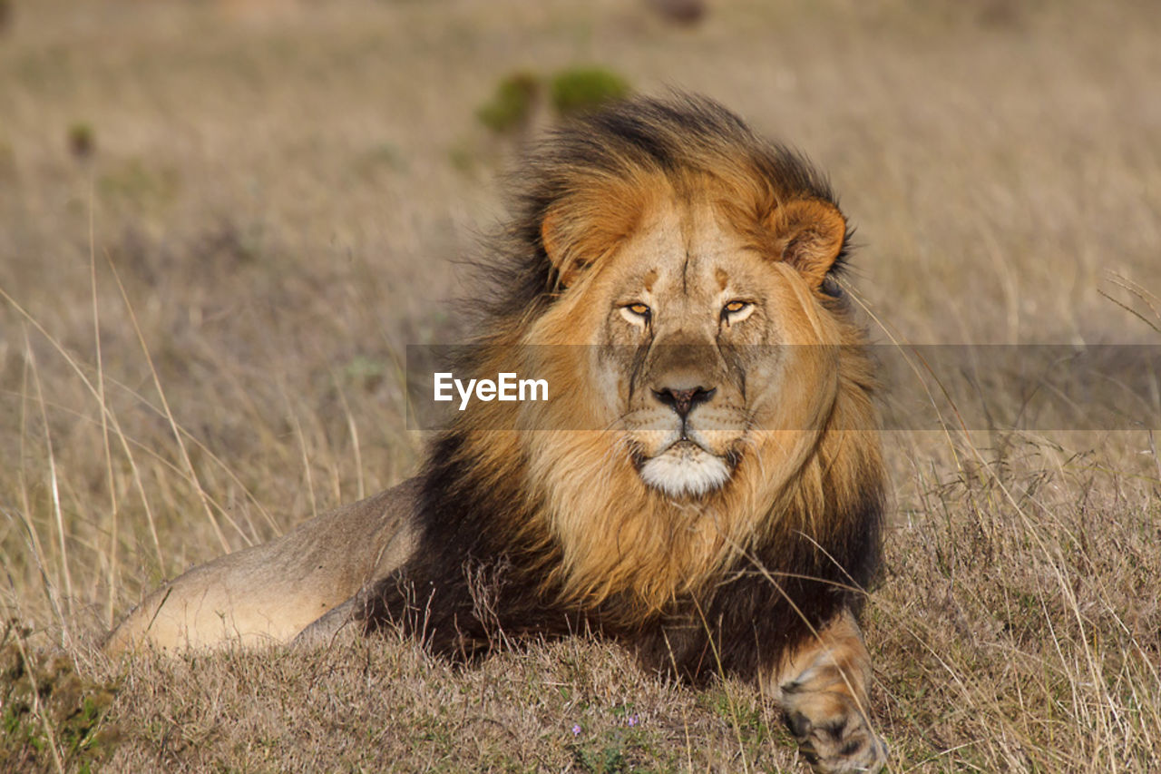 Portrait of a east african lion on field