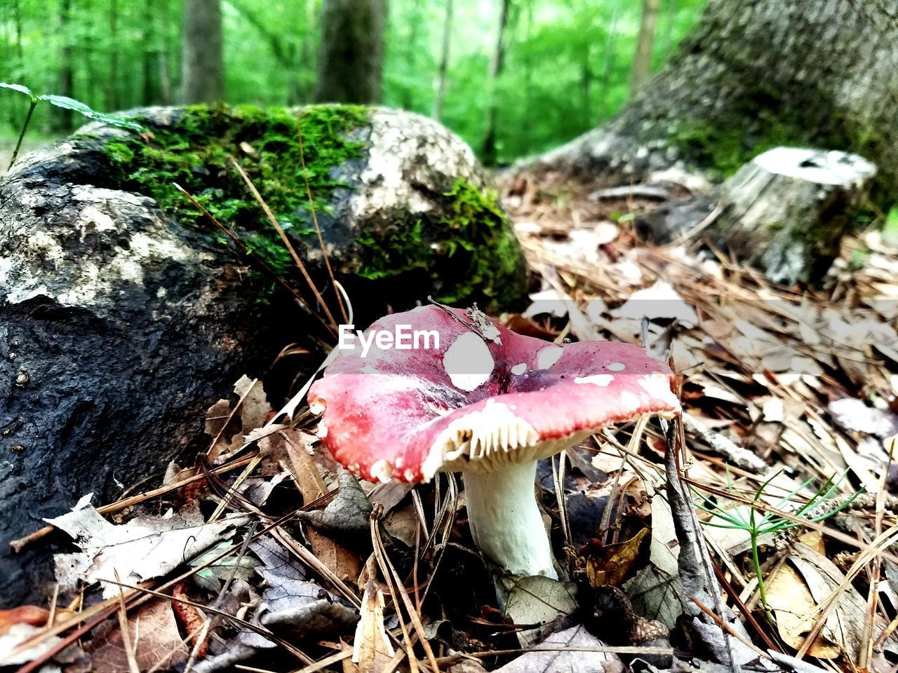 CLOSE-UP OF TREE TRUNK IN FOREST