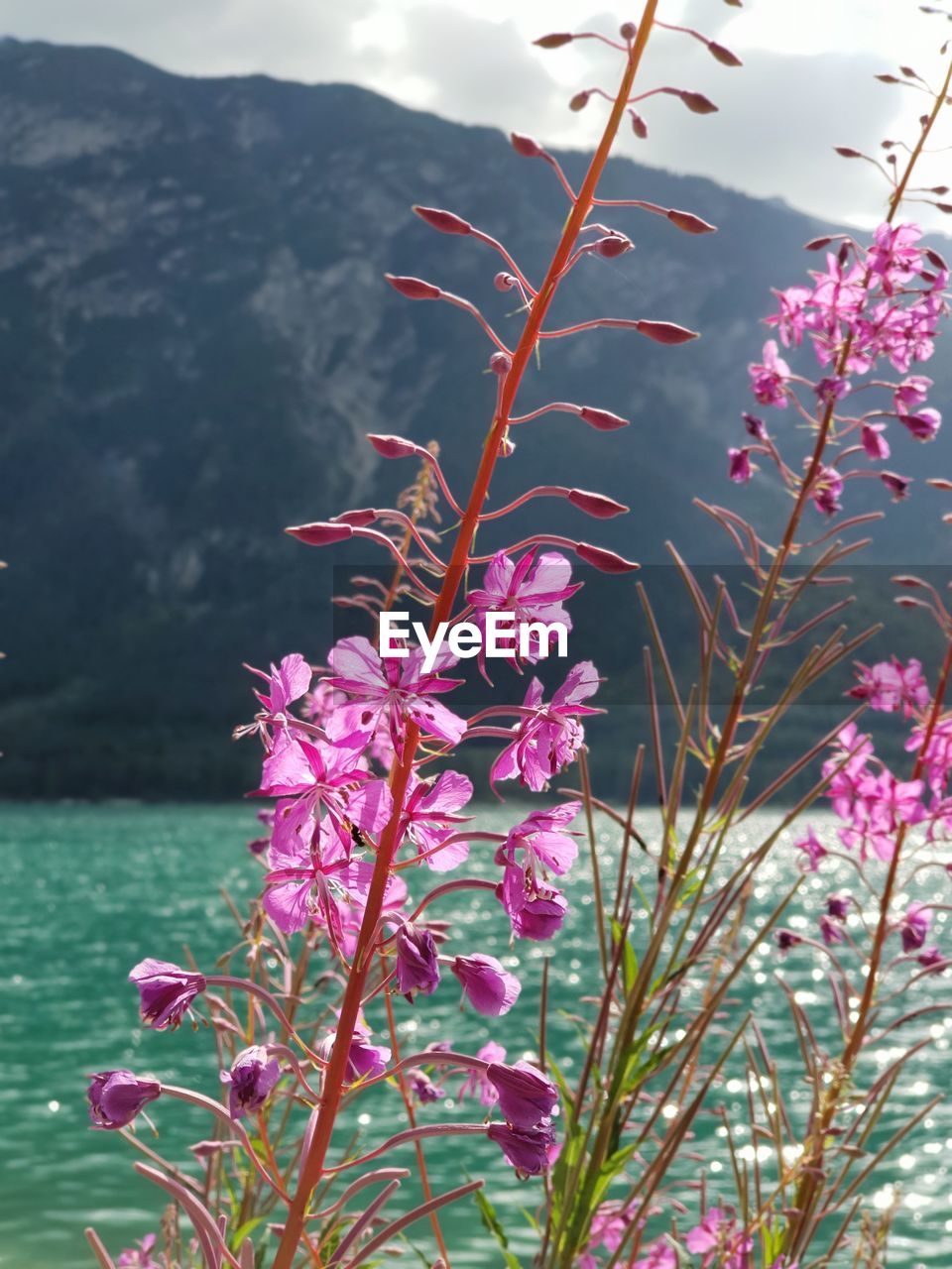 CLOSE-UP OF PINK FLOWERING PLANTS AGAINST WATER