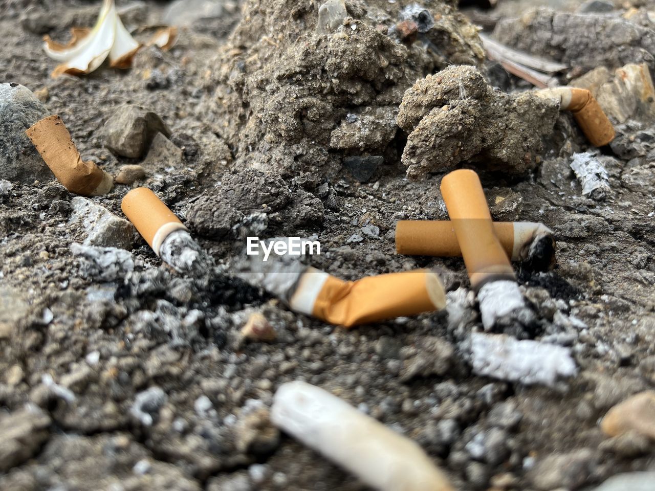 cigarette, smoking issues, bad habit, tobacco products, cigarette butt, warning sign, social issues, risk, ash, soil, burnt, sign, smoking, communication, ashtray, smoke, activity, burning, no people, pollution, careless, healthcare and medicine, poisonous, selective focus, narcotic, nature, day, close-up, unhygienic