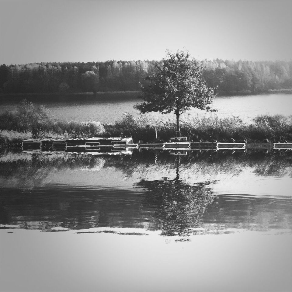 Reflection of tree in river